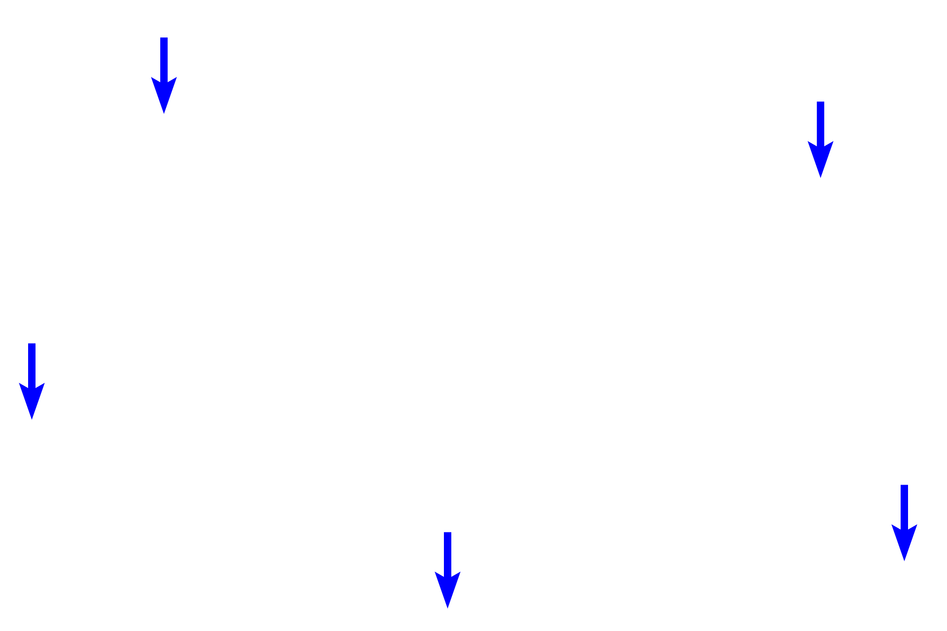 Periosteum <p>A periosteal collar of woven bone forms the bony periphery. This bone, laid down by intramembranous bone formation, forms the diaphysis of this fetal, long bone. The periosteal collar was formed and is covered on its outer surface by a periosteum.</p>
