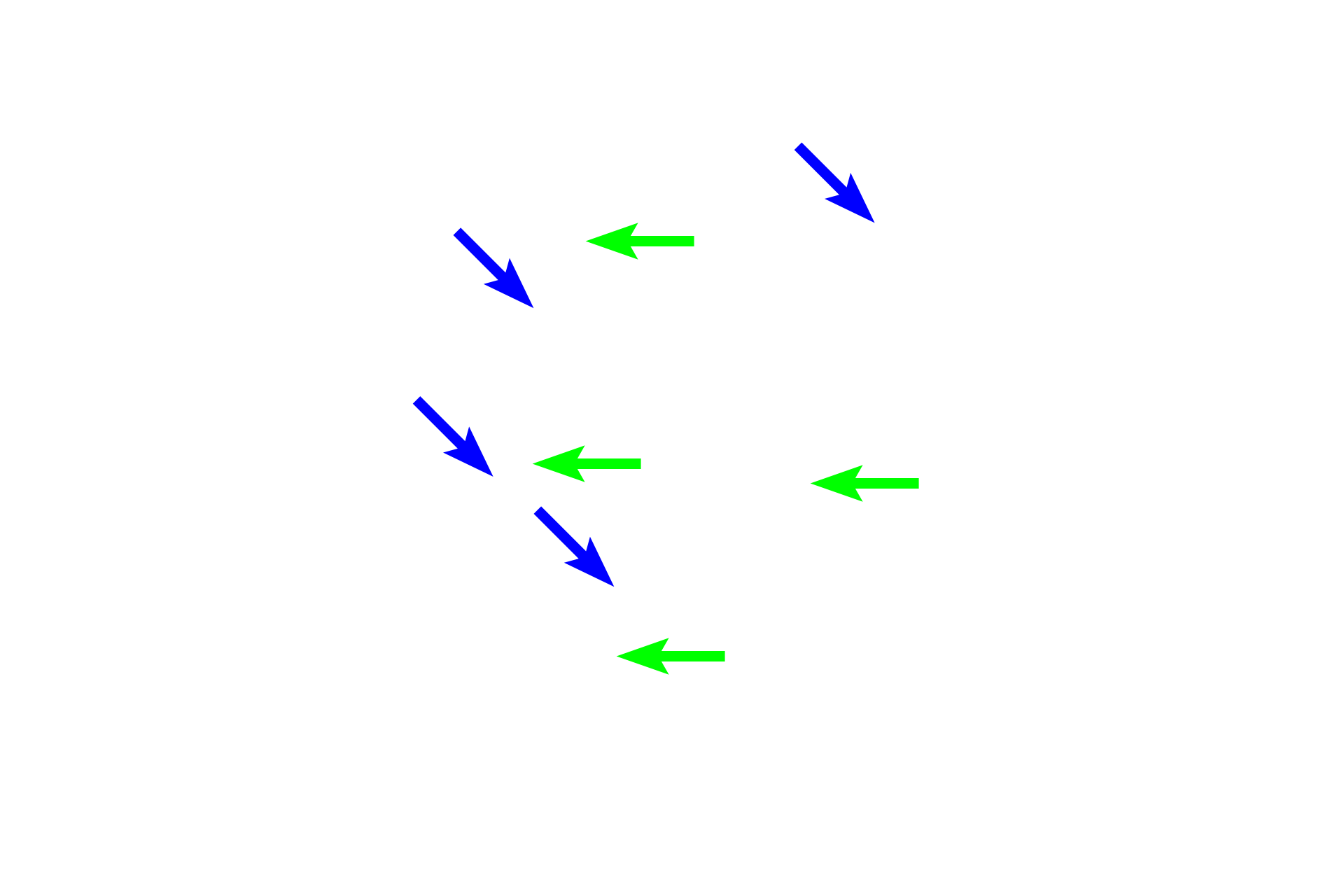 Spicules > <p>Spicules in this section consist of both calcified cartilage (green arrows) and bone (blue arrows). They are eventually resorbed by osteoclasts in the zone of resorption. </p>
