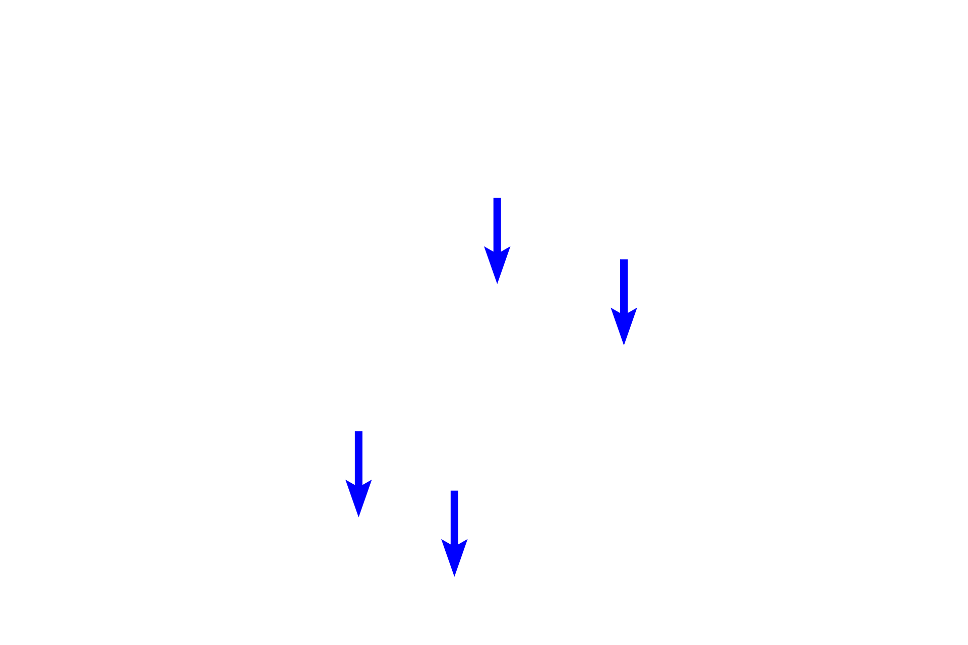  - Epiphyses >  <p>Portions of the of the original cartilage model are retained as epiphyses. Secondary centers of ossification develop in the epiphyses leaving only a cap of hyaline cartilage, forming the articular cartilages. The epiphyseal plates are located at the junction of the periosteal collar and the epiphysis.  </p>
