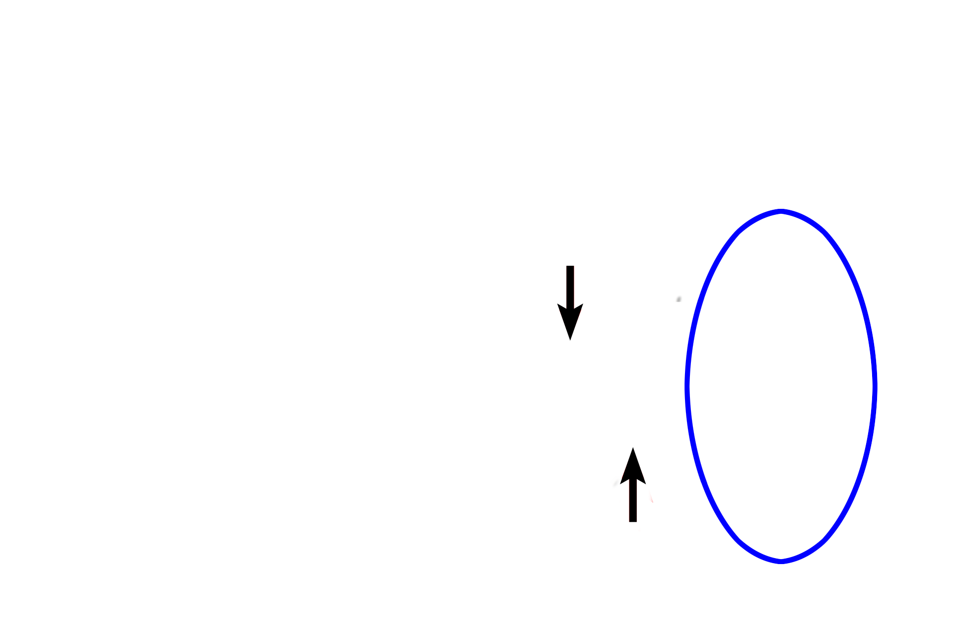  - Auricle and <br> external meatus > <p>The auricle, or pinna (oval), with its framework of elastic cartilage, aids in accumulating sound waves. The external auditory meatus (arrows) is an S-shaped canal that terminates in the tympanic membrane (eardrum), separating the outer from the middle ear. Vibration of the tympanic membrane transmits sound vibrations to the ear ossicles.</p>
