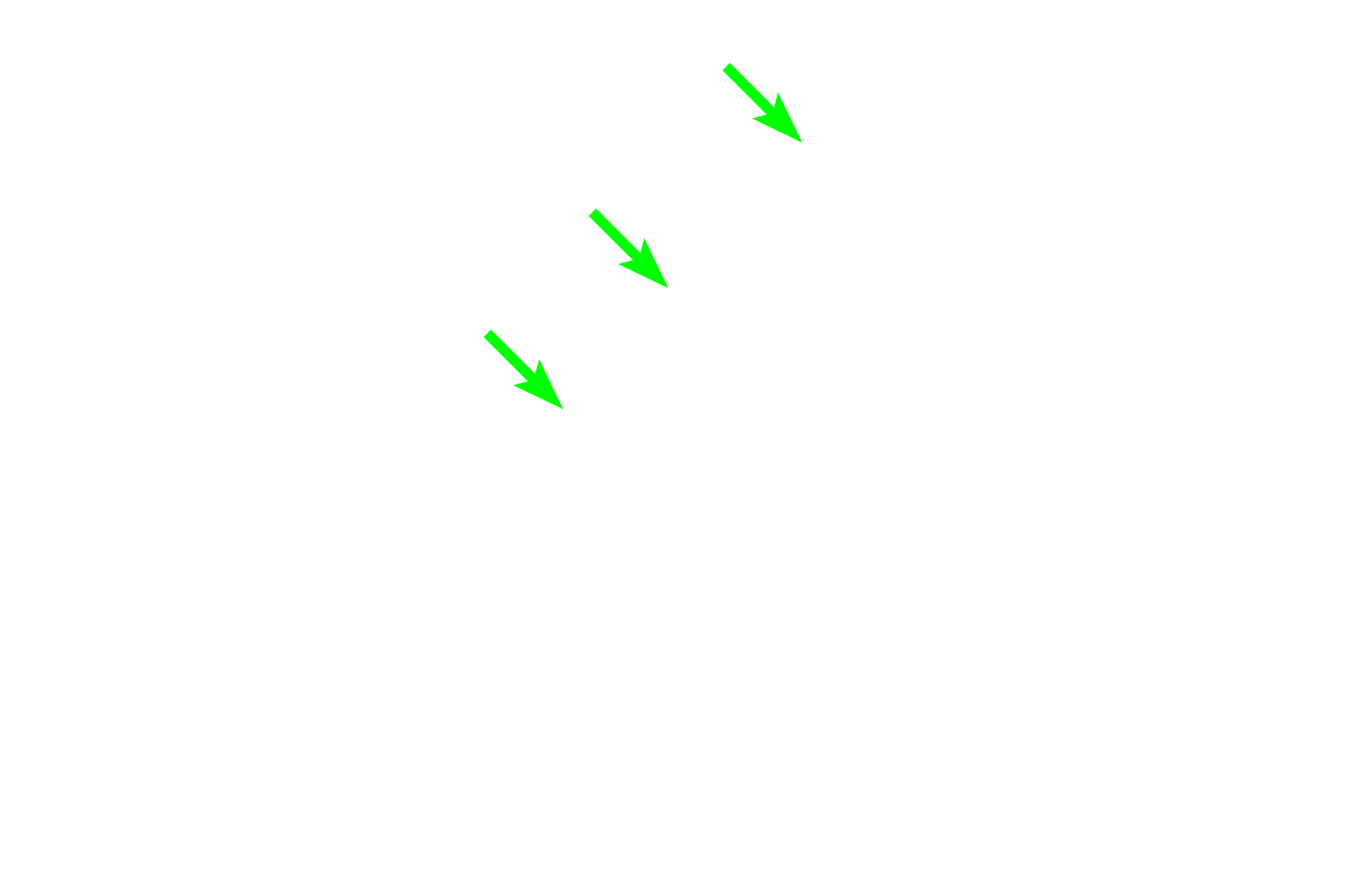 Bone lining cells > <p>Bone lining cells are quiescent, flattened osteoblasts that cover bone surfaces, where neither bone resorption nor bone formation is occurring. They can be induced to proliferate and differentiate into osteoblasts and may also represent a source of “determined” osteogenic precursors. Bone lining cells maintain bone remodeling and mineral homeostasis.</p>

