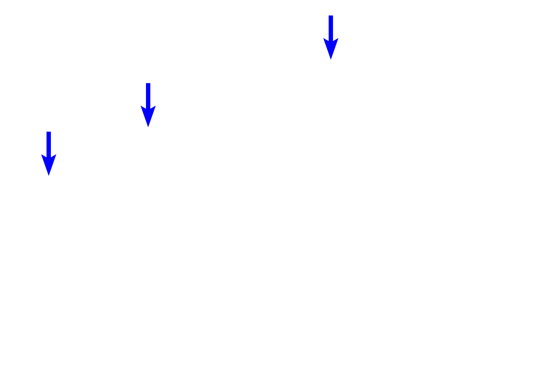 Osteoblasts <p>Bone cells function to produce bone (osteoblasts), maintain bone (osteocytes) and degrade bone (osteoclasts). Each of these cell types is visible in this image of a decalcified, developing bone spicule. 400x</p>
