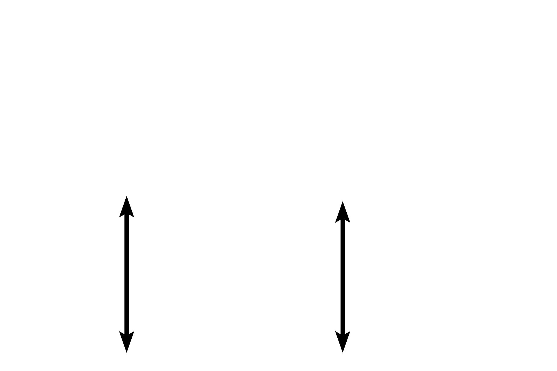  - Embryonic connective tissue membrane >  <p>This embryonic connective tissue membrane has already begun the process of forming one of the cranial bones. Bone is initially deposited as spongy bone in the center of the membrane. Later, the spicules in the outer and inner regions fuse to form the compact bone of the inner and outer tables. The central region remains as the spongy bone of the diploë.  </p>

