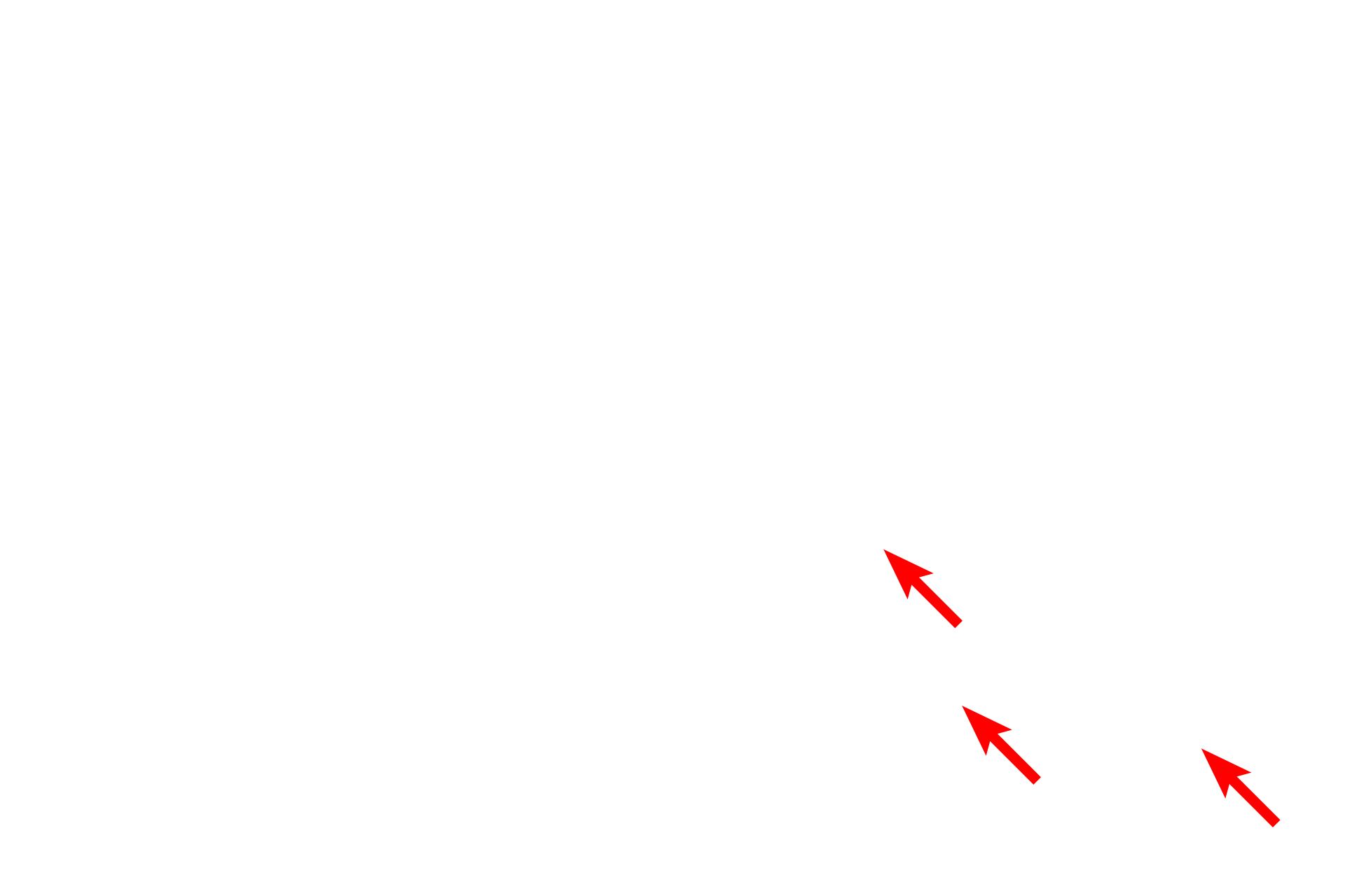Canaliculi <p>Compact bone forms the majority of the diaphysis and is seen in cross section of a decalcified bone preparation (above right) and in a ground bone preparation (below right). 200x, 200x</p>
