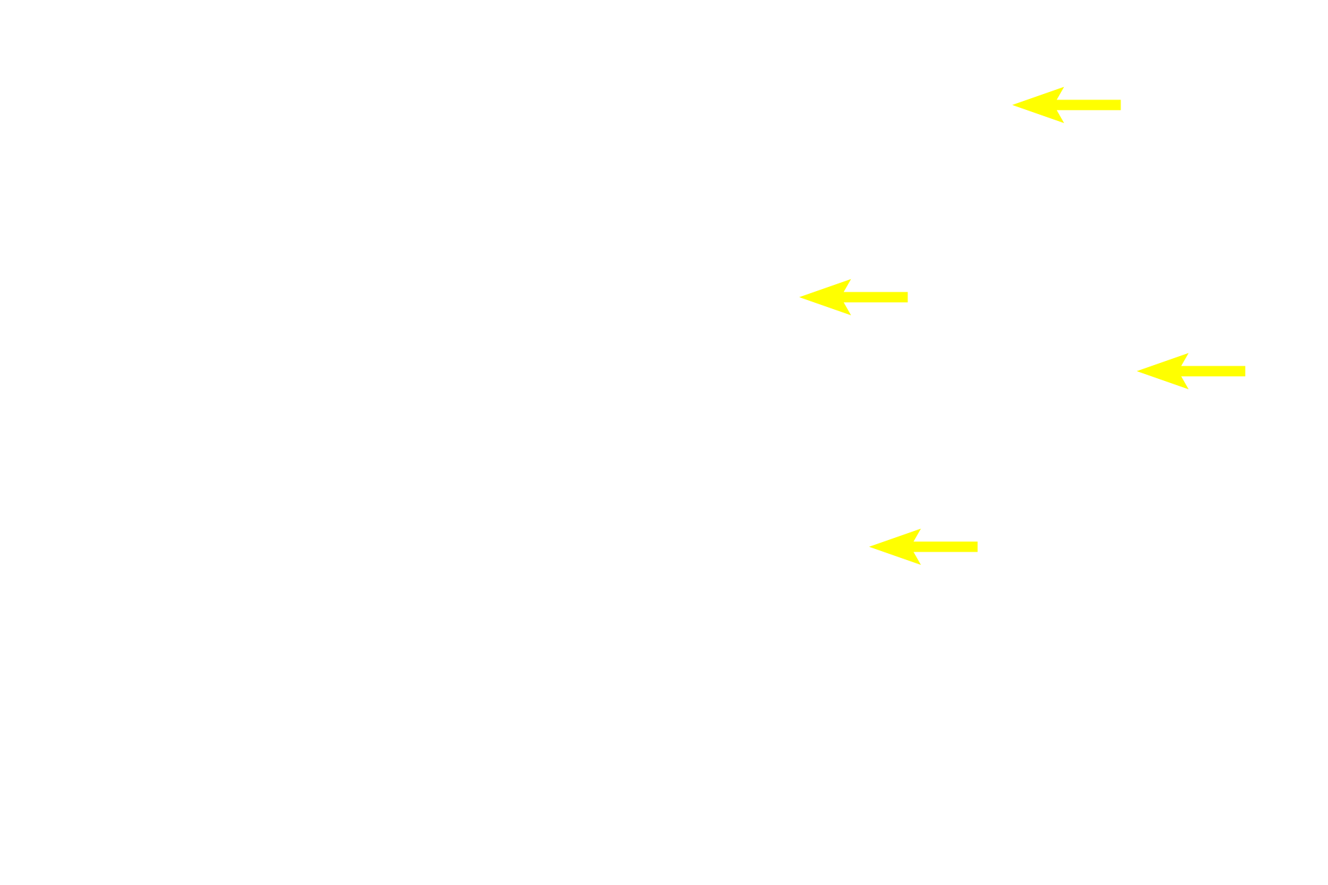  - Sinusoids >  <p>Sinusoids are large diameter, thin walled capillaries (discontinuous capillaries). After maturing in the hemopoietic tissue, red and white blood cells migrate into the sinusoids for dispersal throughout the body.</p>
