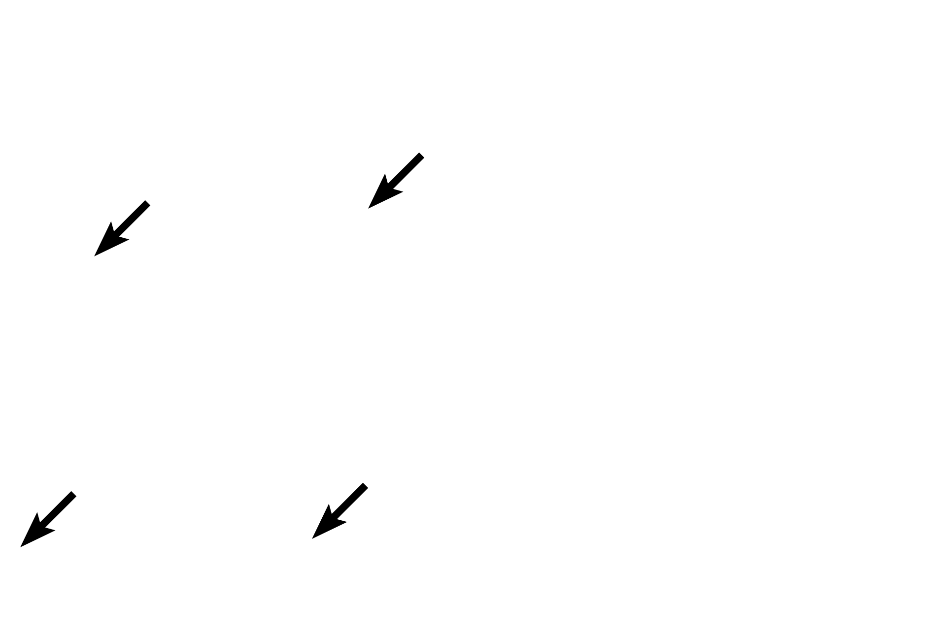 Osteocytes > <p>Osteocytes are retained in the decalcified preparation between layers of matrix.</p>
