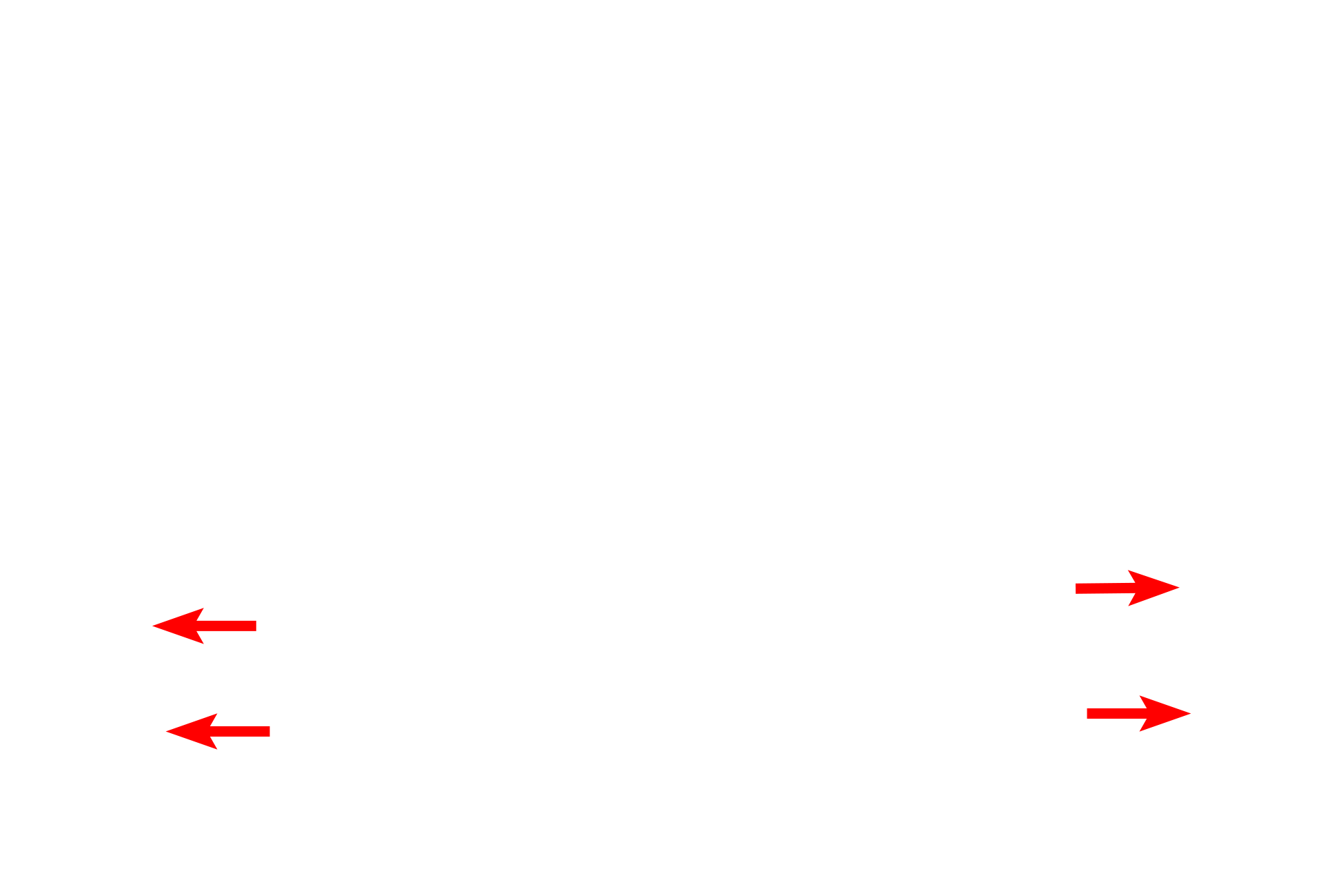 Epiphyseal lines >  <p>Growth of bone in length ceases when the epiphyseal plate stops functioning and is replaced by bone (epiphyseal plate closure), leaving an epiphyseal line in its place.</p>
