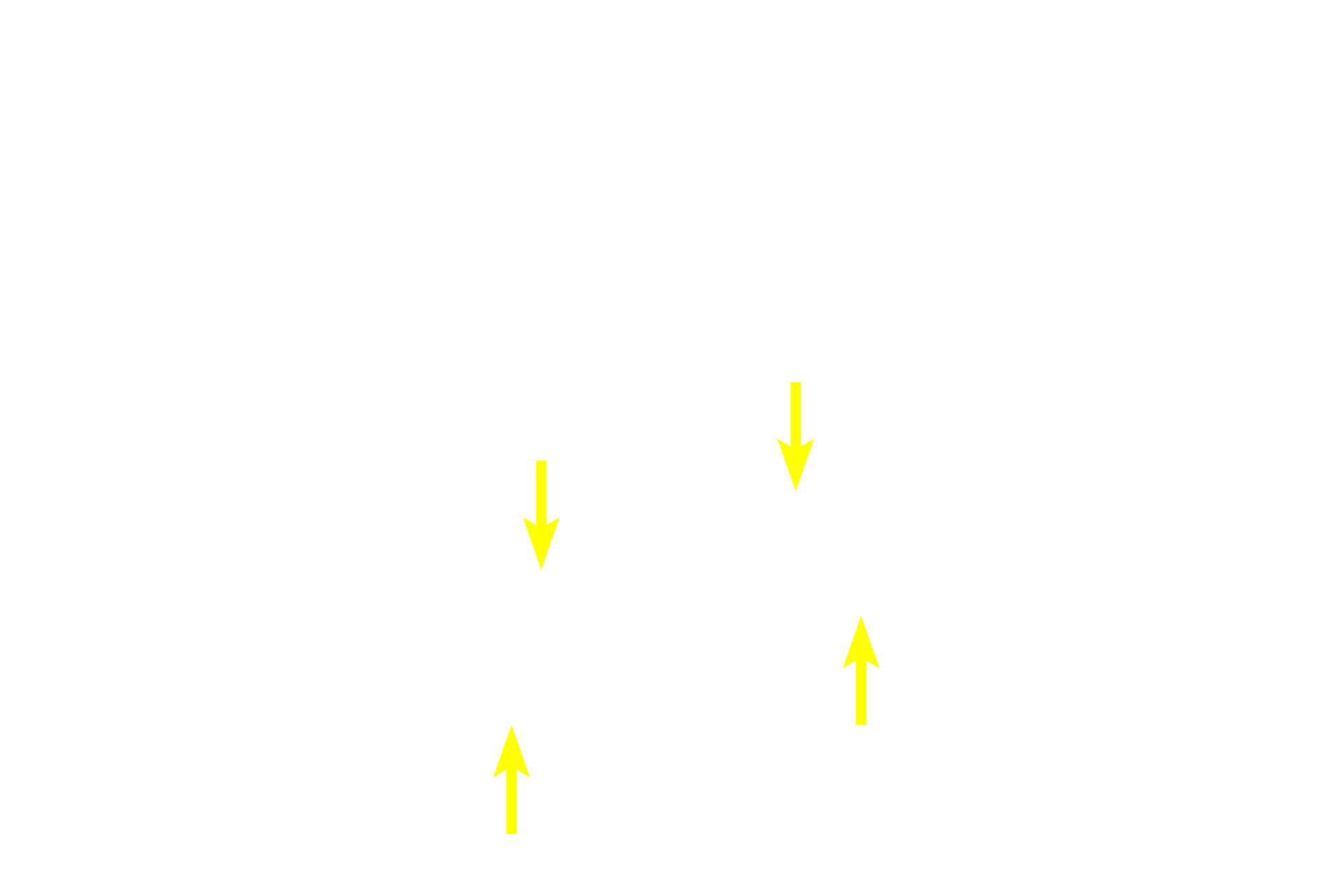 Mantle zone > <p>The mantle zone surrounds the germinal center and consists mostly of B cells that have not been stimulated by antigen.</p>
