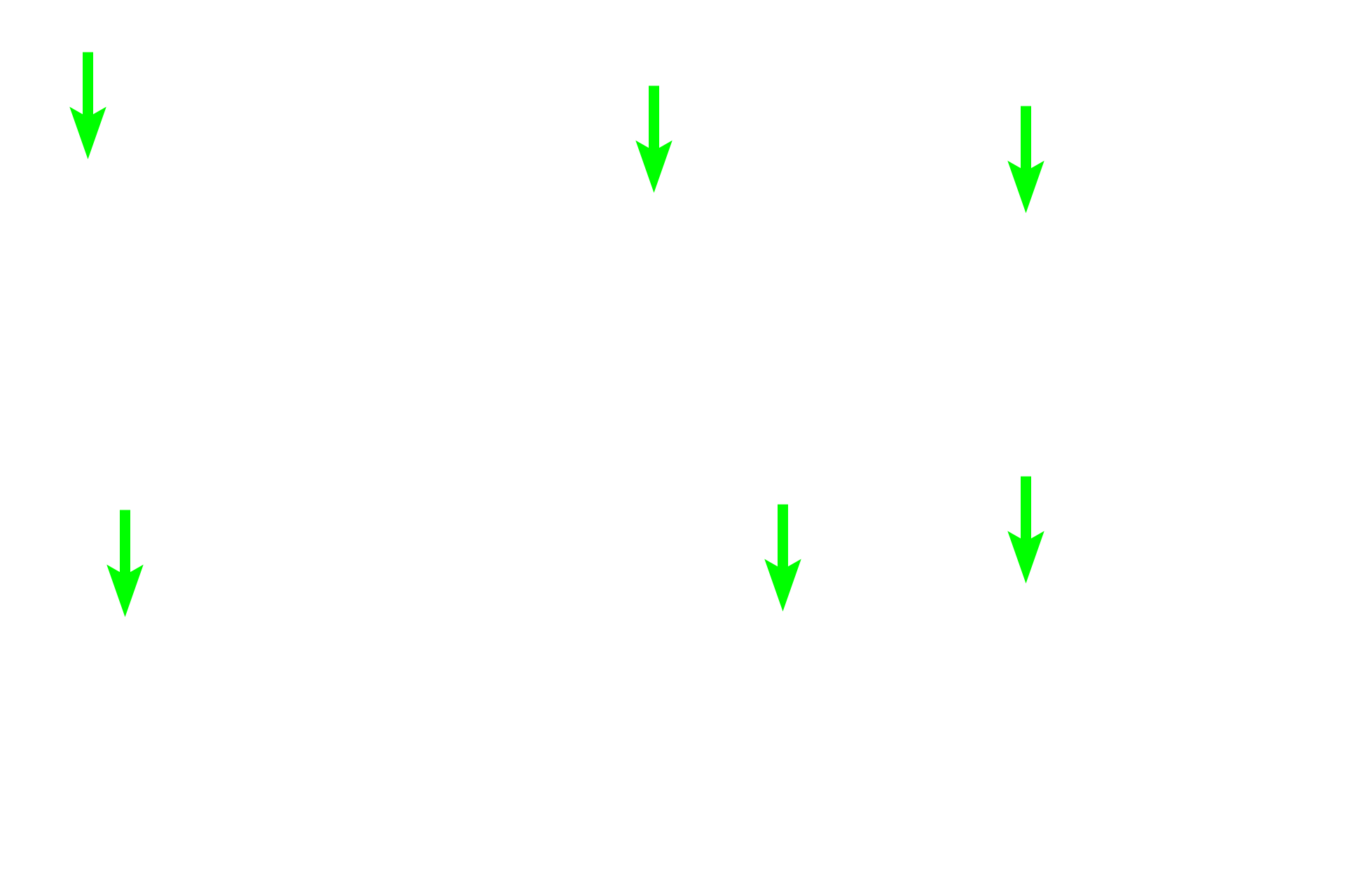 Osteoblasts <p>These images show osteoblasts on the surface of compact bone. Osteoblasts differentiate from osteoprogenitor cells in the osteogenic region of the periosteum and secrete osteoid onto the existing bone. 400x, 400x</p>

