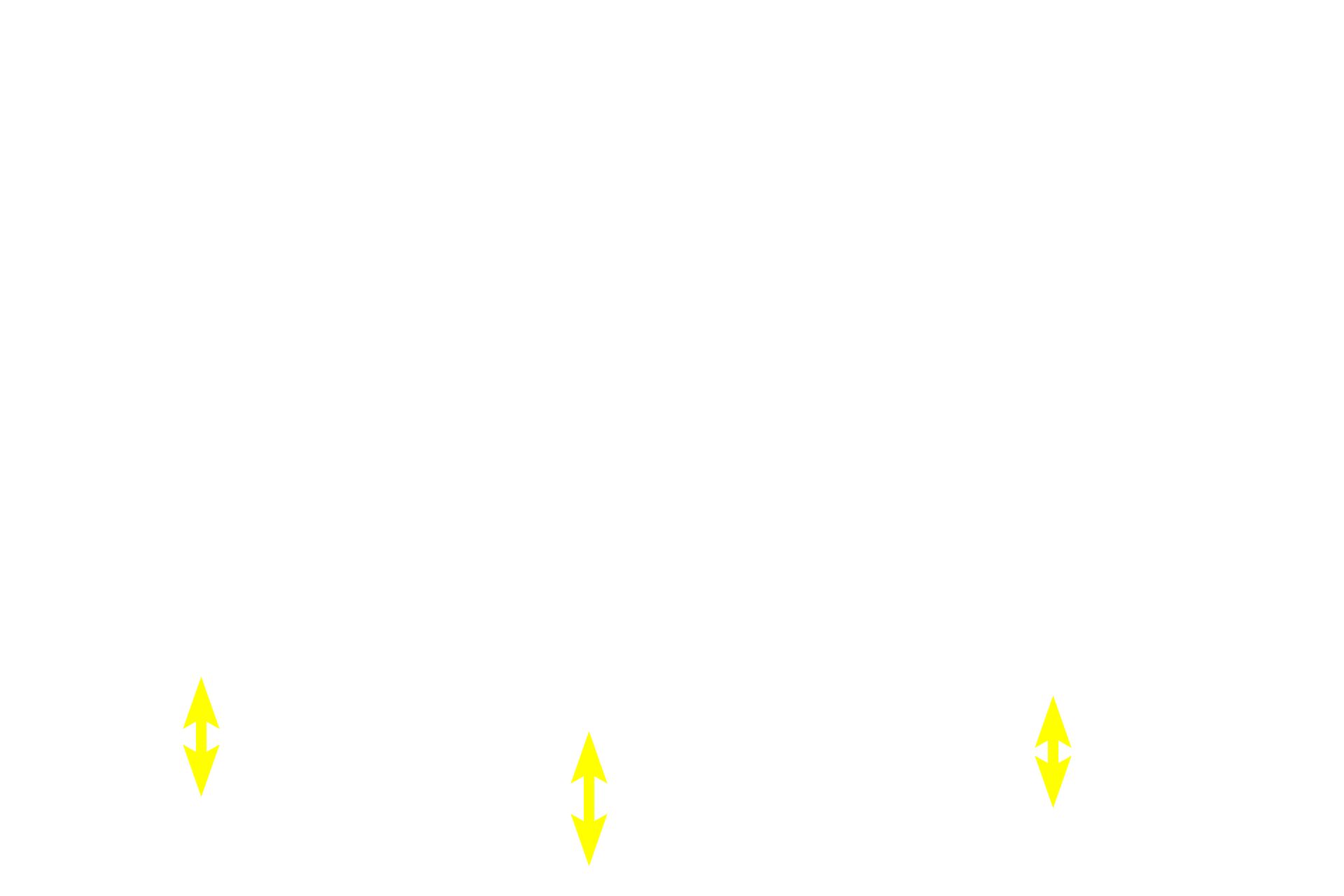 Muscularis externa <p>In the duodenum, seen here, the submucosa also contains a mucus-secreting gland, named Brunner’s gland. This submucosal gland secretes an alkaline mucus that protects the intestinal mucosa from acidic gastric chyme. These glands are most numerous in the proximal regions of the duodenum. 40x </p>
