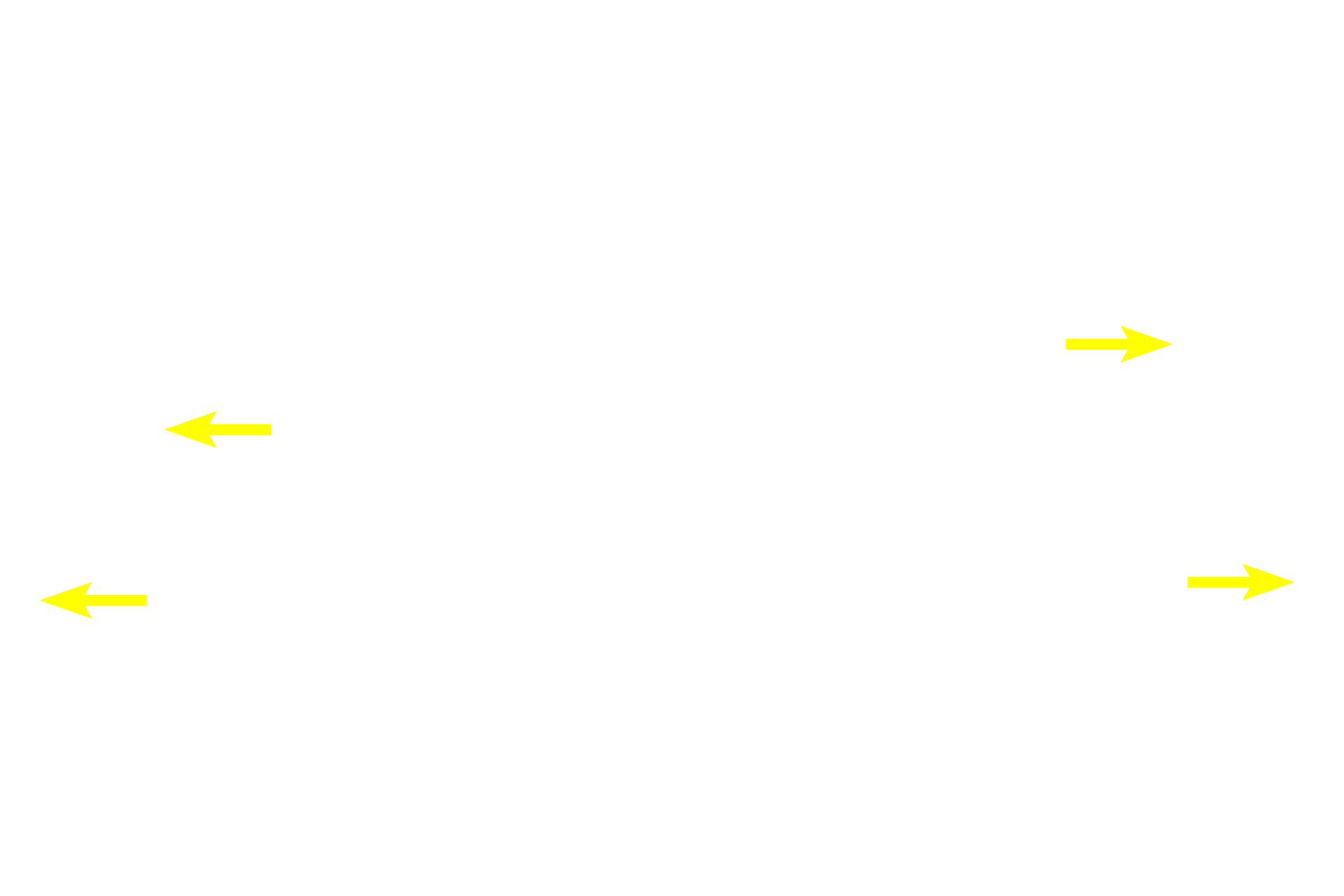 Cartilage ring <p>The trachealis muscle is smooth muscle that spans the opening between the ends of each cartilage ring. Contraction of the muscle constricts the trachea thereby aiding in coughing by increasing airflow velocity. Its flexibility also facilitates swallowing by allowing the esophagus to expand. Mixed gland frequently accumulate next this muscle. 100x </p>
