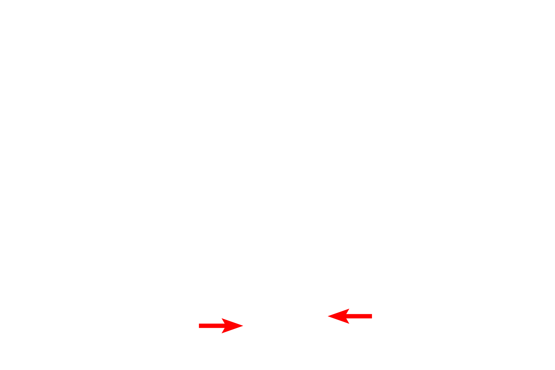 Lungs <p>Respiratory passages located outside the lung are referred to as extrapulmonary.  These frontal and mid-sagittal views of the head and neck illustrate the extrapulmonary components of the conducting portion of the respiratory system.  The inset shows the trachea dividing into two primary bronchi (in red), one supplying each lung.</p>

